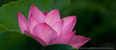bfp_lotus_petals-960x420