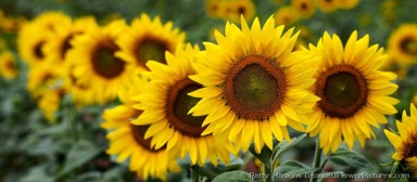 bfp_sunflower_row-960x420